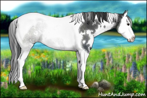 Horse Color:White Spotted Black Splash Tobiano Rabicano