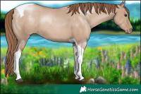 Horse Color:Grullo Pearl Sabino Tobiano Rabicano