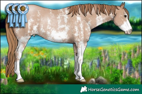 Horse Color:Black Pearl Sabino Rabicano 
