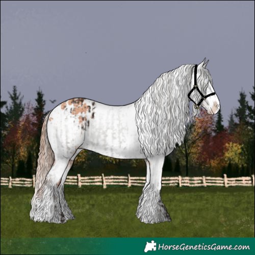 Horse Color:Liver Chestnut Sabino Splash Appaloosa  and Gold Champagne Sabino Splash Appaloosa 