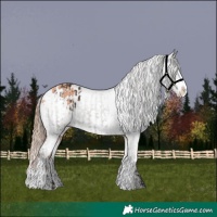 Horse Color:Liver Chestnut Sabino Splash Appaloosa  and Gold Champagne Sabino Splash Appaloosa 