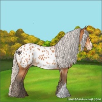 Horse Color:Silver Bay Appaloosa 