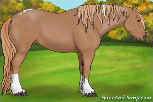 Horse Color:Chestnut Tobiano