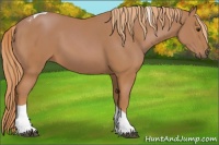Horse Color:Chestnut Tobiano 