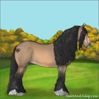 Horse Color:Bay Dun Sabino 