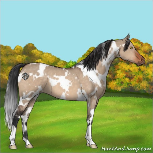Horse Color:White Spotted Brown Dun 