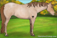 Horse Color:Bay Roan Pearl Rabicano 