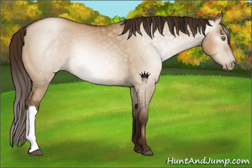 Horse Color:Gray Bay Pearl Dun 