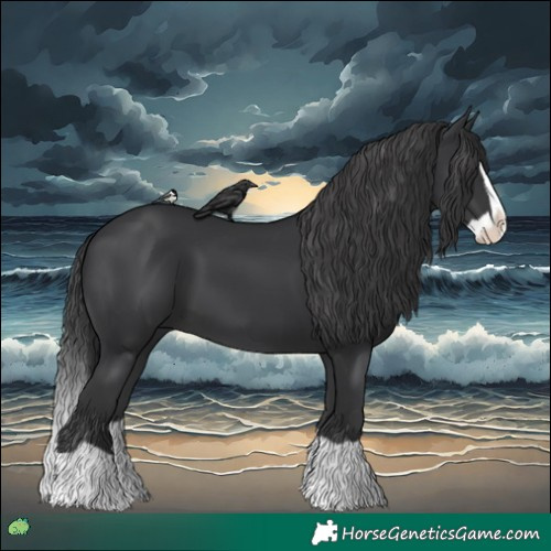Horse Color:Black Splash 