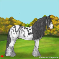Horse Color:White Spotted Black Near Leopard 