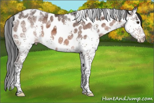 Horse Color:Brown Mushroom Splash Tobiano Appaloosa 