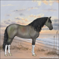 Horse Color:Grullo 