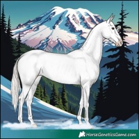 Horse Color:Silver Brown Dun Appaloosa 