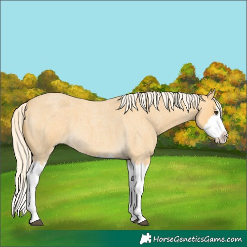 Horse Color:Palomino Roan Splash 