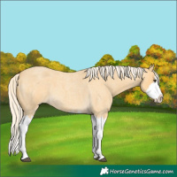 Horse Color:Palomino Roan Splash