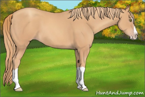 Horse Color:Unknown 
