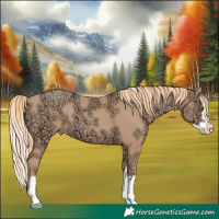 Horse Color:Gold Champagne Ice Splash 
