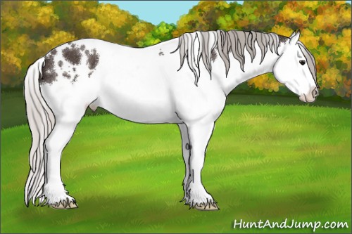 Horse Color:White Spotted Silver Black Splash 