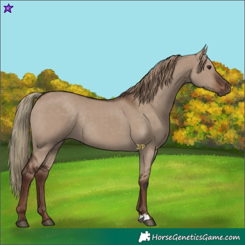 Horse Color:Liver Red Dun Rabicano 