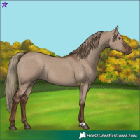 Horse Color:Liver Red Dun Rabicano 