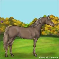 Horse Color:Liver Red Dun Rabicano 