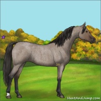 Horse Color:Liver Red Dun Roan Rabicano 