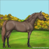Horse Color:Liver Red Dun Rabicano 