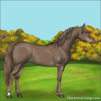 Horse Color:Liver Red Dun Rabicano 