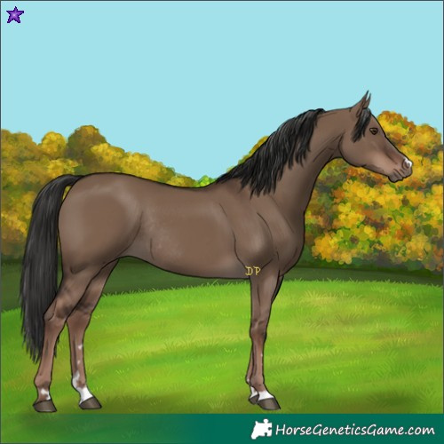 Horse Color:Liver Red Dun Rabicano