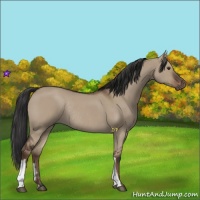 Horse Color:Liver Red Dun Rabicano 