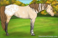 Horse Color:White Spotted Buckskin Dun Sabino Appaloosa 