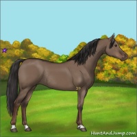 Horse Color:Liver Red Dun Rabicano