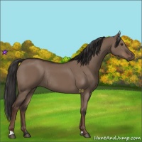 Horse Color:Liver Red Dun Rabicano 