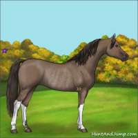 Horse Color:Liver Red Dun Rabicano 