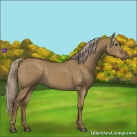 Horse Color:Chocolate Palomino Dun Rabicano 