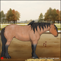 Horse Color:Bay Roan 