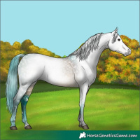 Horse Color:Gray White Spotted Brown Dun 