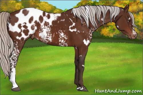 Horse Color:White Spotted Silver Brown Appaloosa 
