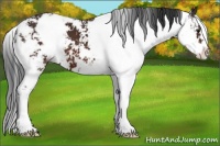 Horse Color:Brown Sabino 