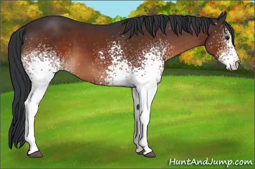 Horse Color:White Spotted Brown