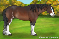 Horse Color:White Spotted Brown Splash