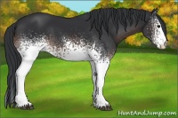 Horse Color:White Spotted Brown 