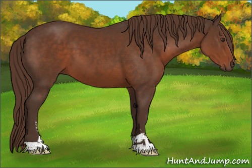 Horse Color:Liver Chestnut Sabino