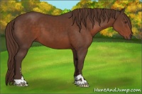 Horse Color:Liver Chestnut Sabino 