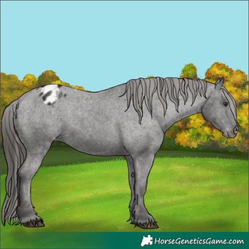 Horse Color:Liver Chestnut Appaloosa 