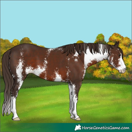 Horse Color:Liver Chestnut Sabino