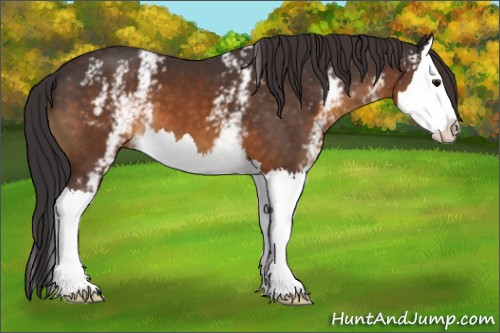 Horse Color:White Spotted Buckskin Splash 