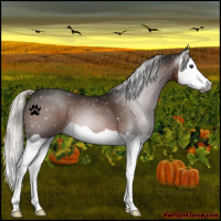 Horse Color:Gray Silver Brown Splash Appaloosa 