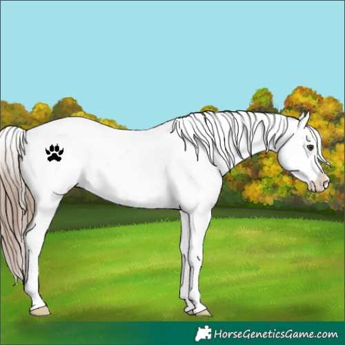 Horse Color:Liver Chestnut Snowflake Varnish