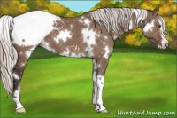 Horse Color:White Spotted Silver Brown Dun Sabino Appaloosa 